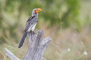 Southern yellow-billed hornbill on a dead tree