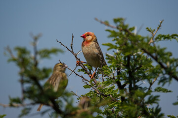 Red beaked finch in a tree