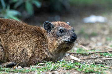 Close up shot of Hyrax in Africa