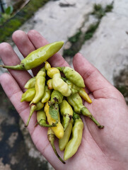 The chili Peppers on hand