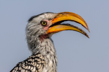Kopf in der Seitenansicht des Südlichen Gelbschnabeltoko © HPE