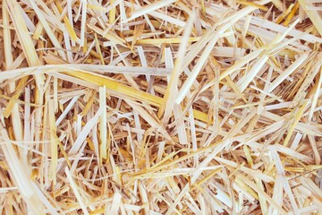 Wheat dry straw texture background, beveled wheat, cereal crops, top view.