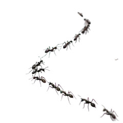 ants on  transparent background