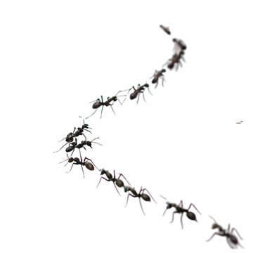black ants marching in a line clip art preview