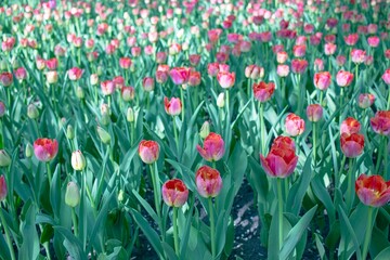 Fototapeta premium Colorful tulips are blooming in the garden. Floral background.