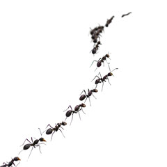 ants on  transparent background