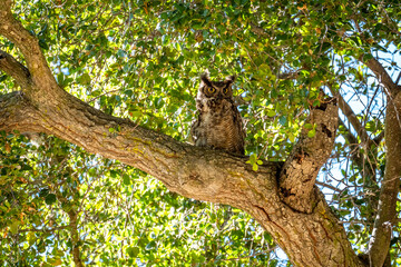 The great horned owl (Bubo virginianus) resting in tree.