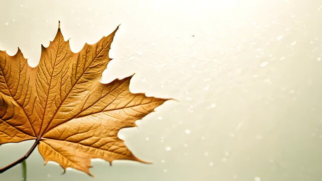 Dolly in video of a single perfectly formed maple leaf reflecting its pristine image on glass, with a light brown to very light tan fade, high key lighting