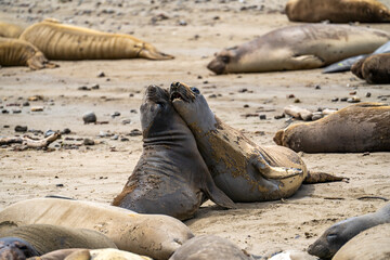 Obraz premium Elephant seals play with each other.