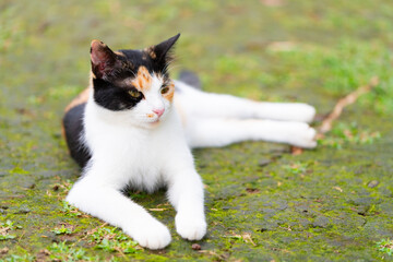 木漏れ日の庭にいる三毛猫