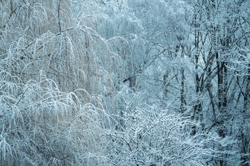 Snow-covered trees in a city park.