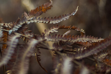 Fougères sauvages dans la forêt des Landes de Gascogne