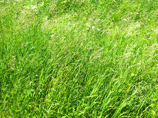 tall grass in the field in summer