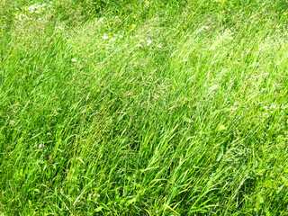 tall grass in the field in summer