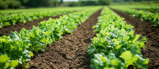 Vibrant Green Rows of Crops in a Lush Farmland