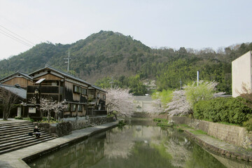 Fototapeta premium 日本 近江八幡：春の八幡堀／滋賀県