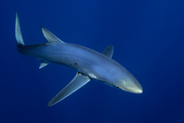 Blue shark (Prionace glauca) swimming by.