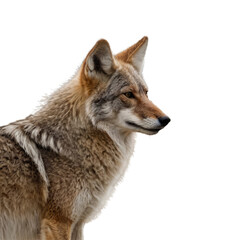 Obraz premium wolf with transparent background PNG and JPEG image 