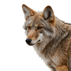 Obraz premium wolf with transparent background PNG and JPEG image 