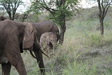Fototapeta premium Baby Elephant with Mother in Serengeti National Park, Tanzania