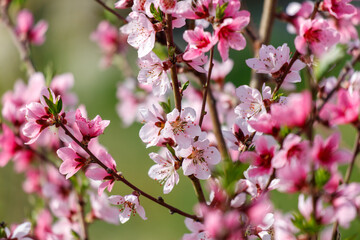 A tree with pink flowers is in full bloom