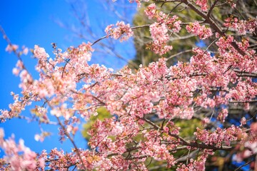 Abundant Sakura Cherry Blossoms Blooming Against a Vibrant Blue Sky, Nagoya, Japan