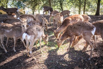 Sika Deer Herd Grazing in Nara Park, Japan