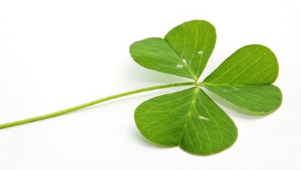 Four-leaf clover on white background symbolizing luck and fortune