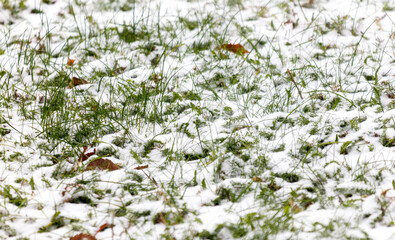 A snowy field with grass and leaves