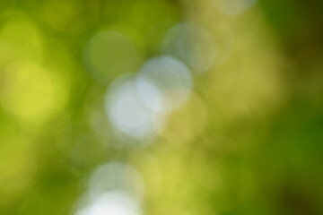 Obraz premium Soft blurred background of green leaves with natural sunlight creating gentle bokeh circles. A bright, fresh, organic backdrop ideal for nature-themed designs, wellness concepts, and text overlays.