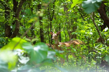Spotted deer in lush forest greenery.