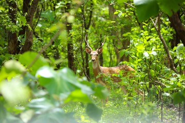 Obraz premium Spotted deer amidst lush green forest foliage