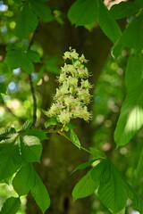 chestnut blossom close up, macro white chestnut blossoms 