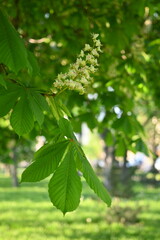 Blooming chestnut tree branch with fresh green leaves and white flower clusters in spring sunlight. A bright natural scene symbolizing renewal, urban nature, and environmental well-being.