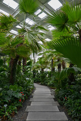 Obraz premium tropical garden with trees