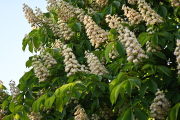 Blooming horse chestnut tree with white flowers and green leaves – spring blossom close up, natural floral background, seasonal nature detail of chestnut flowering branches in daylight
