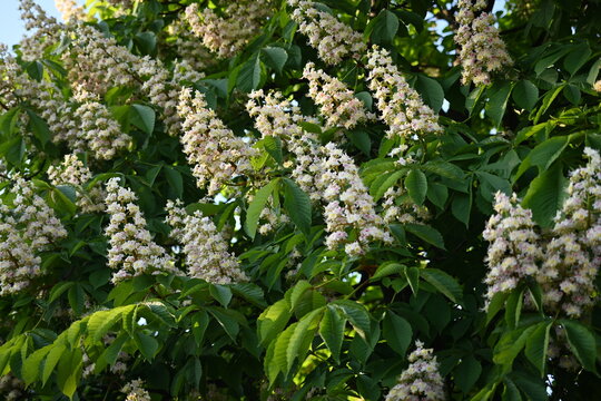 Blooming horse chestnut tree with white flowers and green leaves – spring blossom close up, natural floral background, seasonal nature detail of chestnut flowering branches in daylight - Powered by Adobe