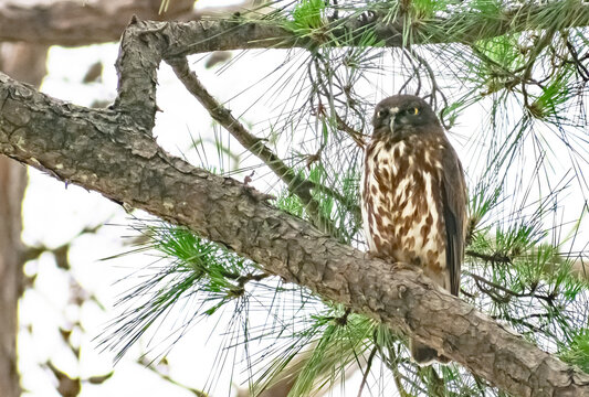 木に止まる鳥」の写真素材 | 28,626件の無料イラスト画像 木に止まる鳥」の写真素材 | 28,626件の無料イラスト画像