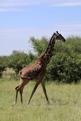 giraffe in the savannah
