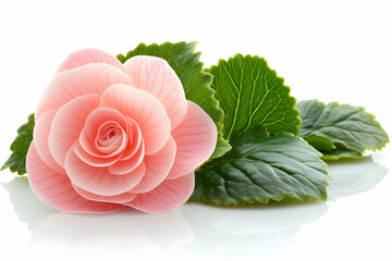Pink Flower Blooms Beautifully with Green Leaves Gently