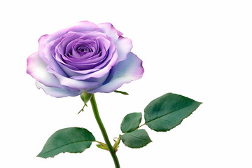 Obraz premium Purple Rose Blooms Beautifully on White Background