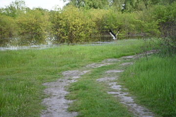 Green grass field with country road and river near forest bushes – rural summer landscape with water, meadow and trees, natural outdoor background for nature, travel and environment concepts