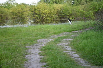 Green grass field with country road and river near forest bushes – rural summer landscape with water, meadow and trees, natural outdoor background for nature, travel and environment concepts