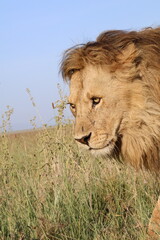 lion in the grass
