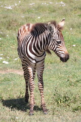 Baby zebra eating grass
