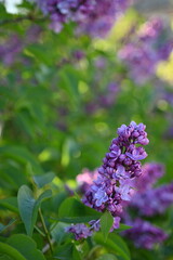lilac colour of lilac flowers close up, pink flowers of a bunch of lilacs close up	
