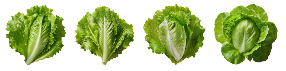 Obraz premium Fresh green lettuce leaves arranged creatively for healthy culinary presentations.