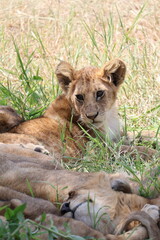 lion cub and lioness