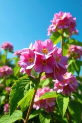 Obraz premium Colorful Edgeworthia chrysantha blossoms under clear blue summer sky, flowers, edgeworthia