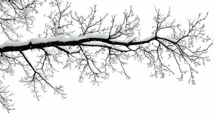 Snow Covered Branches Glisten Against Winter White Background
